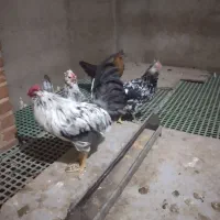 مرغ وخروس گلین جوان