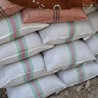 شلتوک بذری