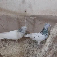 کله ابر|پرنده|بم, |دیوار