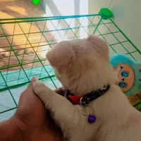 واگذاری سگ نژاد شیتزو|سگ|سیرجان, |دیوار