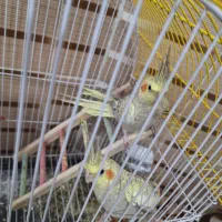 عروس هلندی|پرنده|زرقان, |دیوار