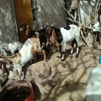 بز درجه یک شیرا (گوسفند)|حیوانات مزرعه|کرمان, |دیوار