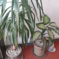 گل تزئینی دیفن‌..نخل|گل و گیاه طبیعی|گوآور, |دیوار