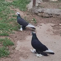 کبوتر طوقی و ابلاغ