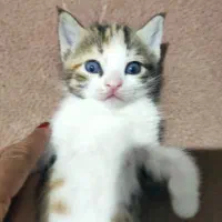 پت خونگی|گربه|بجنورد, |دیوار