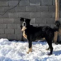 سگ قدریجانی نگهبان سفت