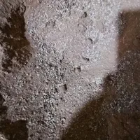 مینرال صدف طبیعی خرد شده ی کبوتر|پرنده|شیراز, گلکوب|دیوار