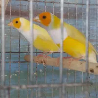 فنچ بنگالی گلدین کینگ نرگسی توت فرنگی قناری