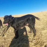 سگ سرابی|سگ|گیلان غرب, |دیوار