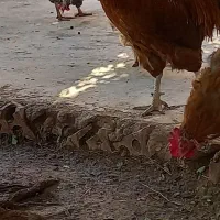 خروس|حیوانات مزرعه|مسجد سلیمان, |دیوار