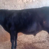 گوساله انگوس سیاه مال اصل
