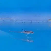 کت فارلوولا بلوآیز کوریدوراس استربای جولی پاندا