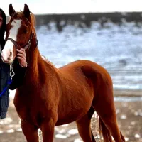 اسب و مادیون|اسب و تجهیزات اسب‌سواری|کاشان, استرک|دیوار