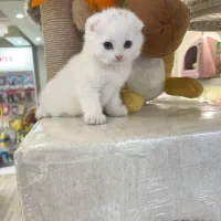 اسکاتیش سفید اصل|گربه|رشت, دیلمان|دیوار