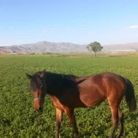 فروش اسب نژاد کرد .از لاین سهراب جعفری  سه ساله|اسب و تجهیزات اسب‌سواری|اسدآباد, |دیوار