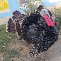 بوقلمون|حیوانات مزرعه|نهاوند, |دیوار
