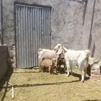 دوعدد بز پاکستانی