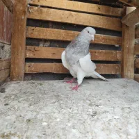 کله ای و طوقی