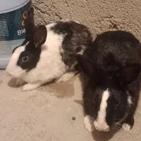 جفت خرگوش|موش و خرگوش|زابل, |دیوار