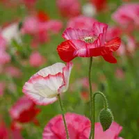 دعا نویس میخوام اول نتیجه بعد هزینه