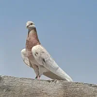 چند جفت کفتر هم جنس هم پرش