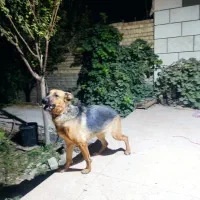 ژرمن ماده اصل|سگ|ورامین, خیر آباد|دیوار