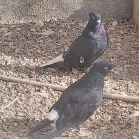 زاغ دم سفید نروماده|پرنده|دوگنبدان, |دیوار