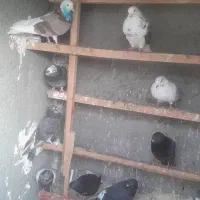 کبوتر تهرانی پرشی