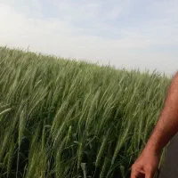 گندم آفتاب دیمی کیلو ۵۰ اطراف اهرم