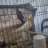 عروس هلندی