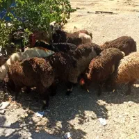 باقصاب زنده پیروزی گوسفندمیارم