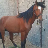 گمشده نره اسب|حیوانات|فاضل آباد, |دیوار