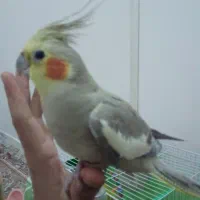 عروس هلندی