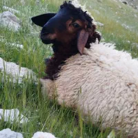 15عدد بره همه نرر درجه یک یک ..