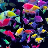 ماهی  زینتی