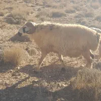 فروش یک راس دبر ویک راس قوچ داشتی