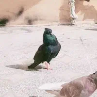 دسته 20 تایی دم سفید عتیقه|پرنده|اهواز, کمپلو جنوبی|دیوار