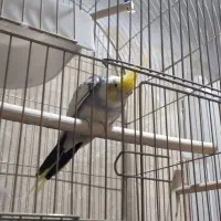 عروس هلندی