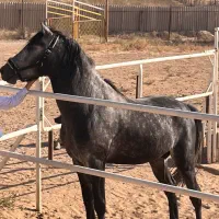 اسب جوان کرد پرخون