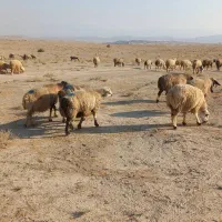 35 راس میش ترکی بختیاری آبستن|حیوانات مزرعه|کازرون, |دیوار