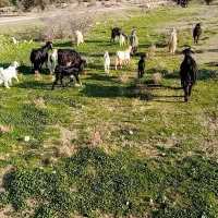 ۱۵راس بز کهره دار|حیوانات مزرعه|کازرون, |دیوار