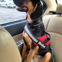 سگ هارهوند دوبر