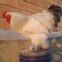 فروش تک خروس برهما لایت وارداتی|حیوانات مزرعه|گنبد کاووس, |دیوار