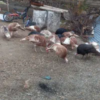 بوقلمون برنزه