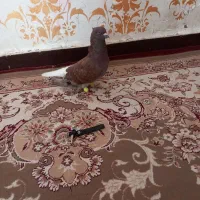 نر سخریج گردن کلوفت|پرنده|اهواز, دغاغله|دیوار