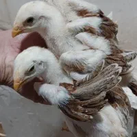 جوجه لاری ۲۰ روزه