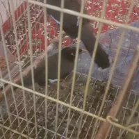 دو عدد مینا