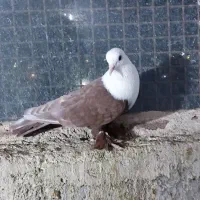 کبوتر رنگی نقش|پرنده|سراوان, |دیوار