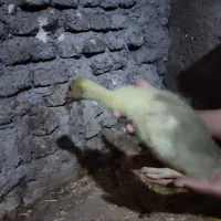 قاز یک ماهه