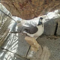 کفتر|پرنده|یزدان شهر, |دیوار